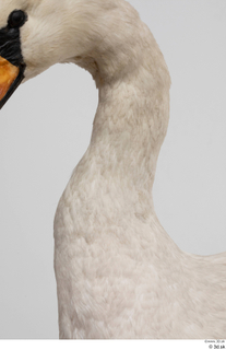 Mute swan neck 0005.jpg